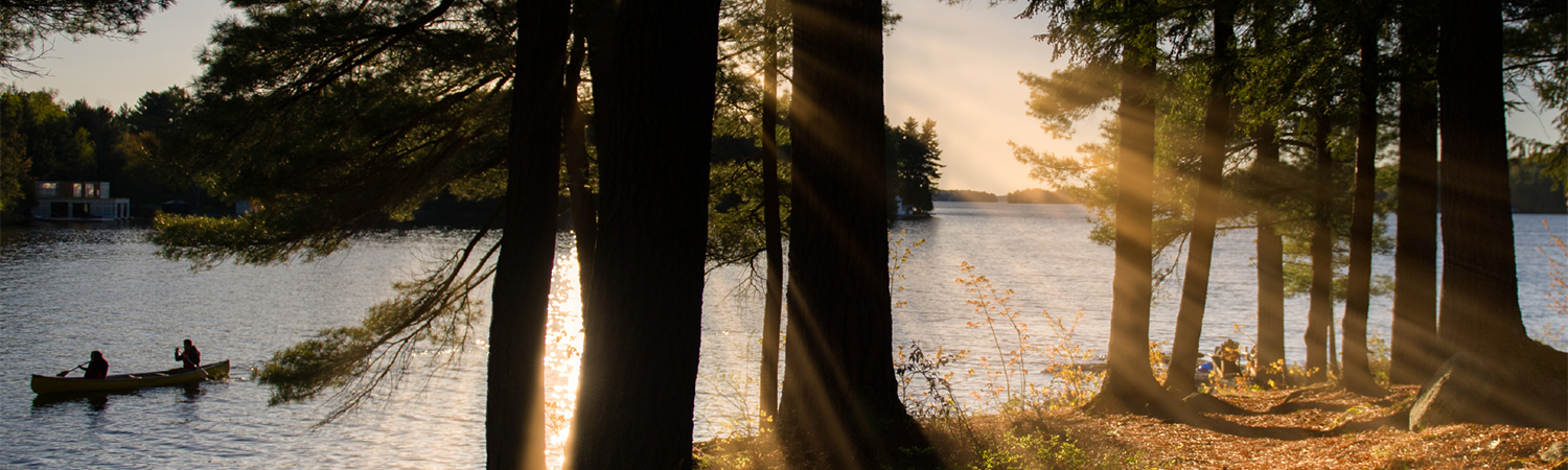 Sun beams through the forest